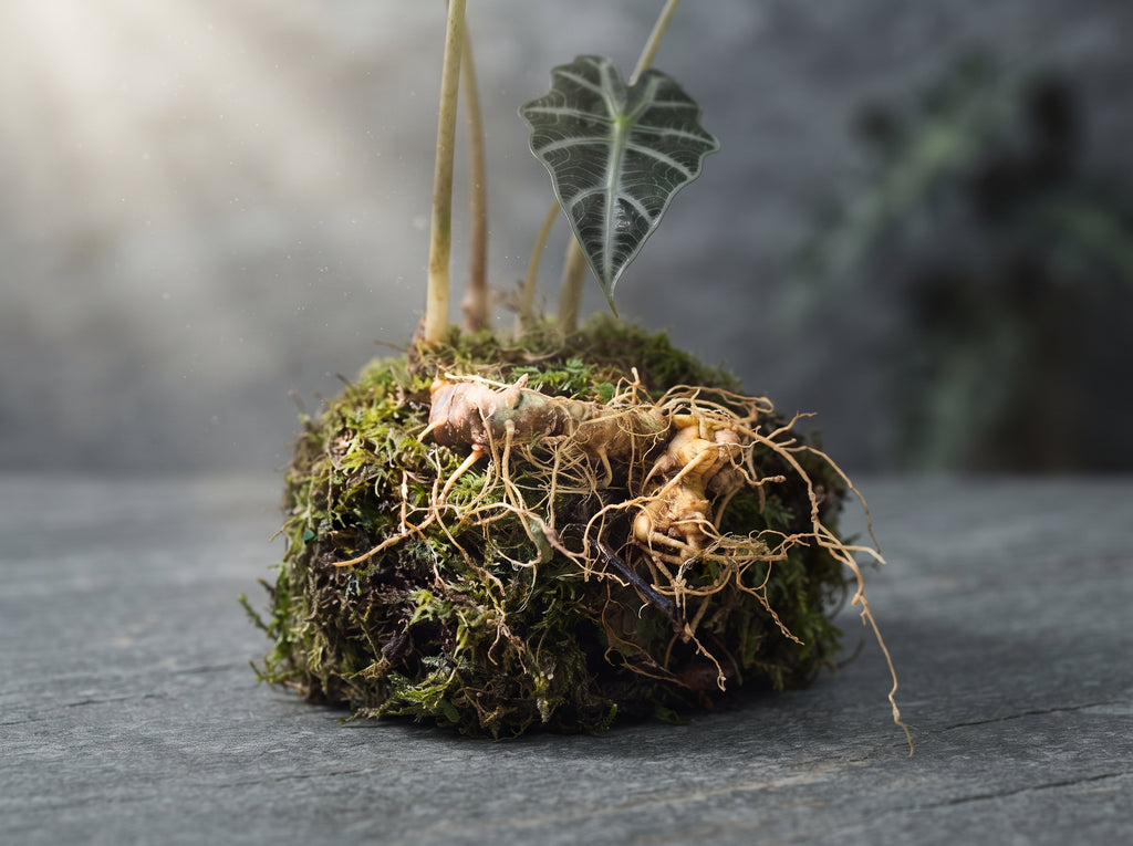 K5 Ngoc Linh Ginseng Herbal Tea
